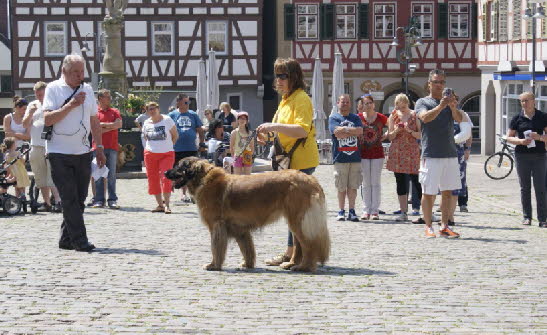 marktplatz_in_leonberg_08_06_2015