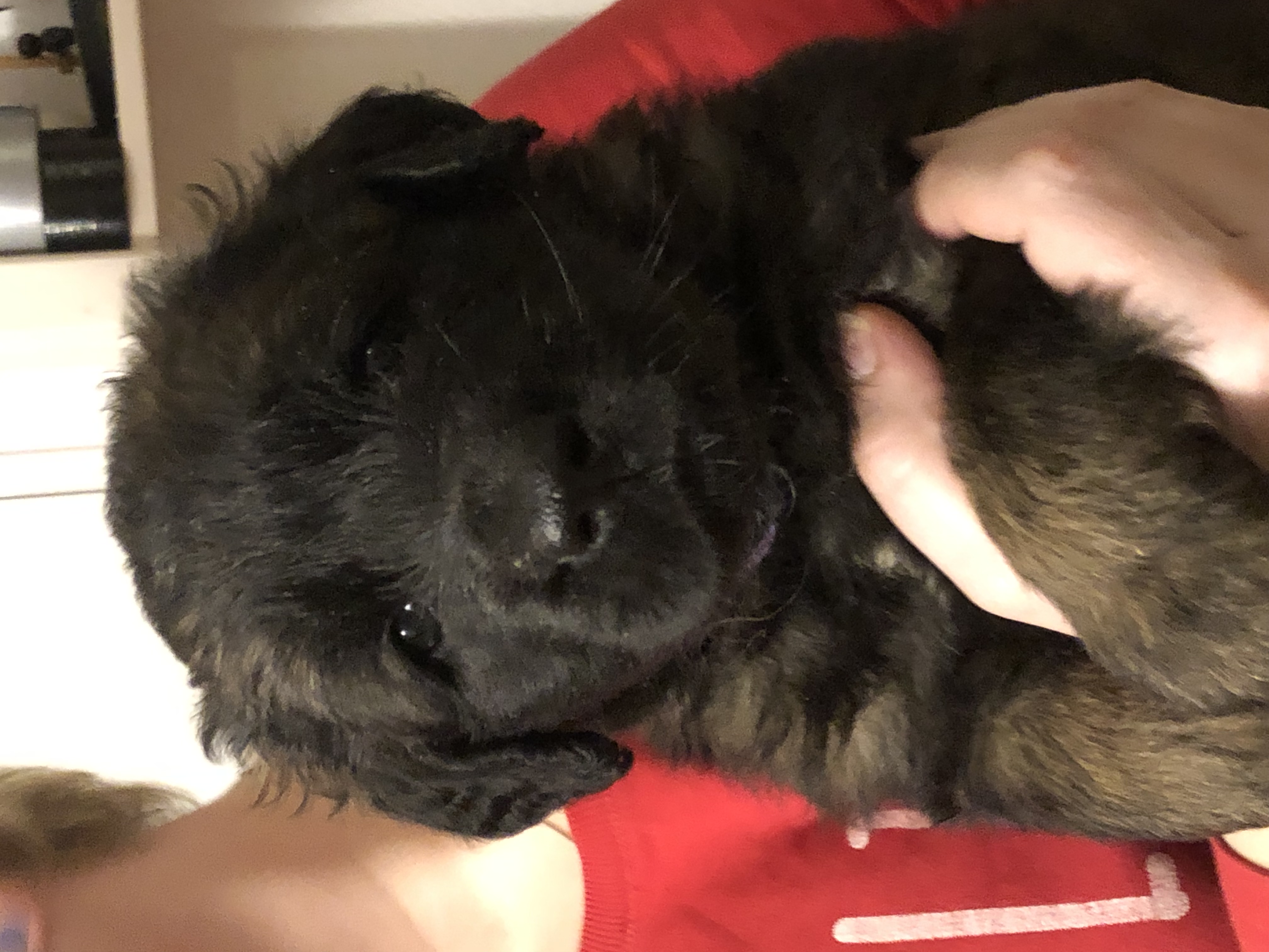 lila